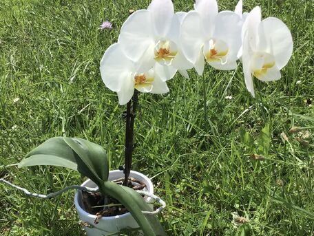 ADVICE MAIN IMAGE Comment prendre soin de vos belles orchidées  en été 