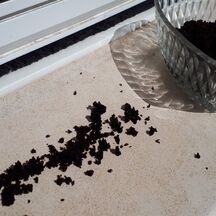 Répulsif naturel pour fourmis
