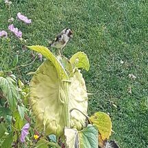 planter des tournesols pour admirer les chardonnerets élegants
