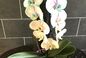 ADVICE THUMB IMAGE 2 Comment prendre soin de vos belles orchidées  en été 